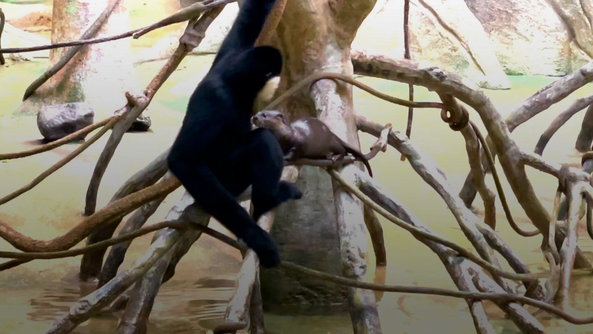 Otter Pup Befriends Gibbon At Chicago's Brookfield Zoo